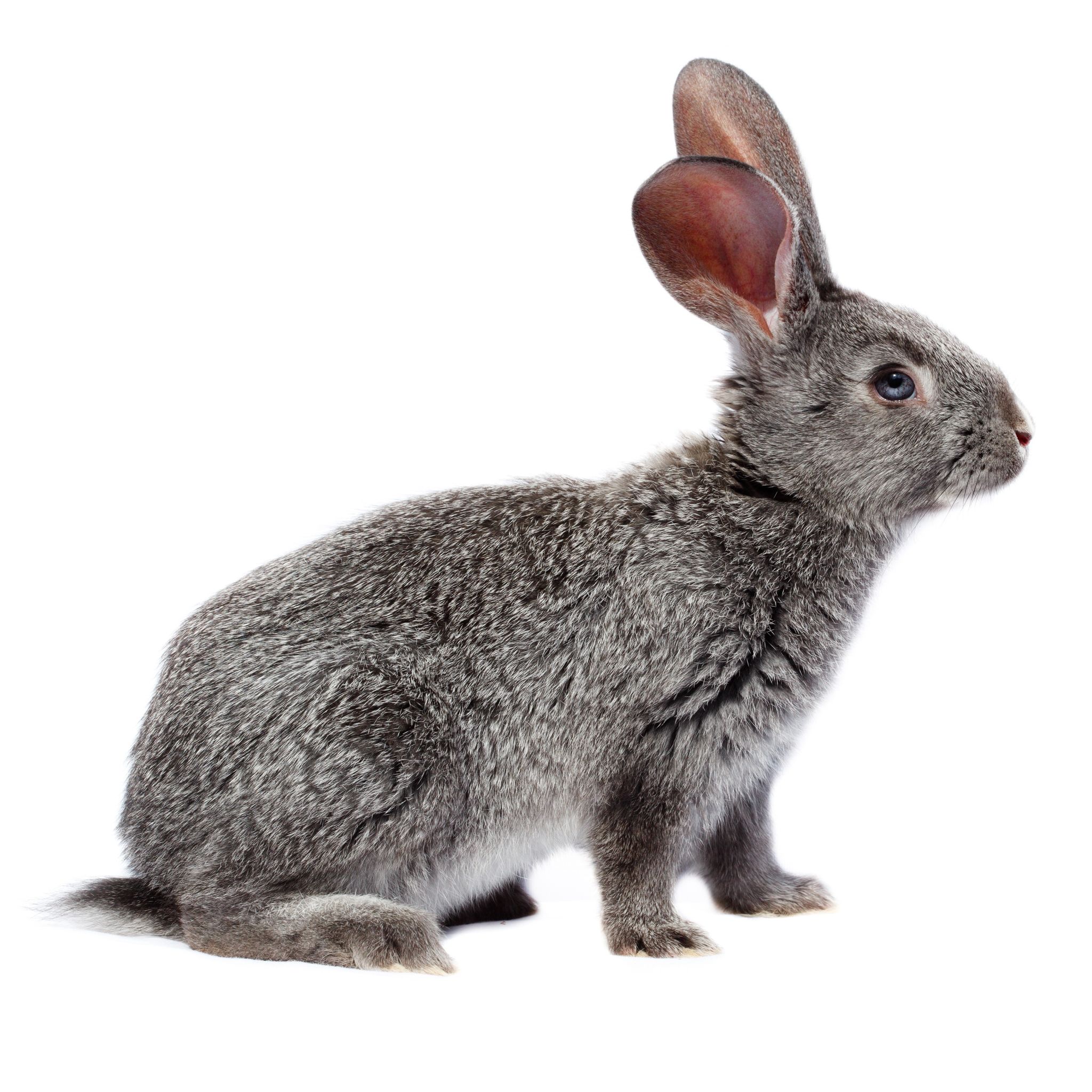 A Veterinarian In Long Island Can Help You With Small Animal Care