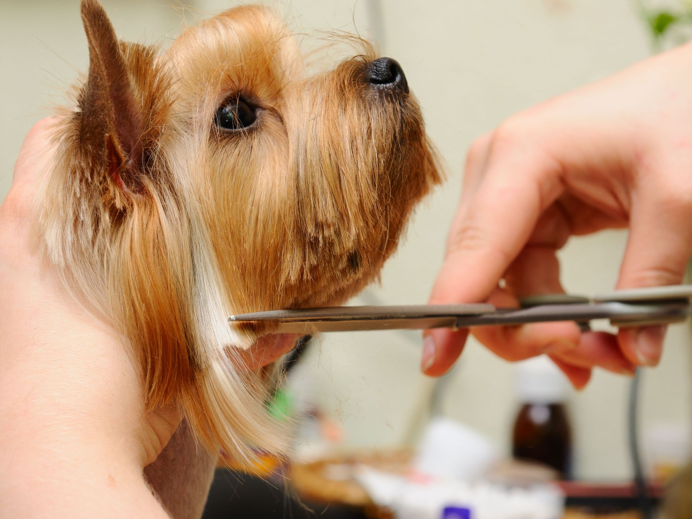 Pet Grooming In Alexandria, VA For Your Beautiful Pet