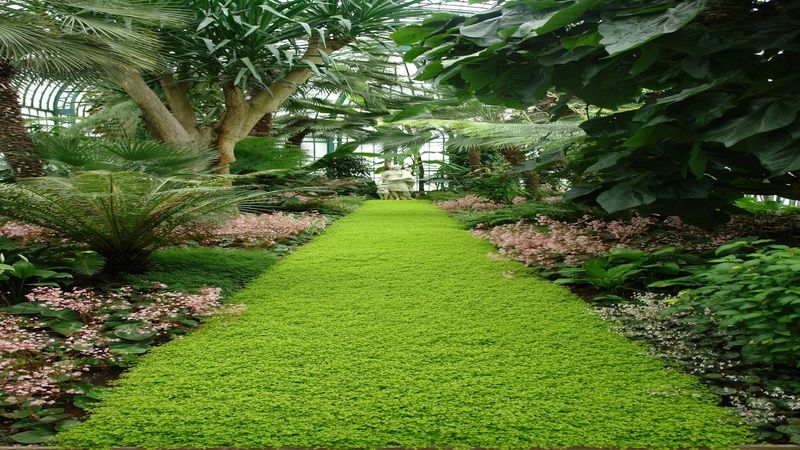 Services Provided by a Lawn Services Company in Palm Bay