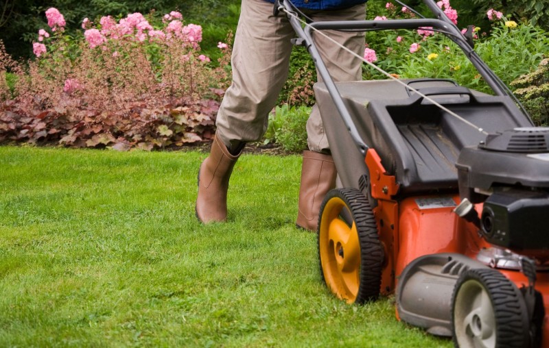 Why You Do Not Want Deer In Your Yard