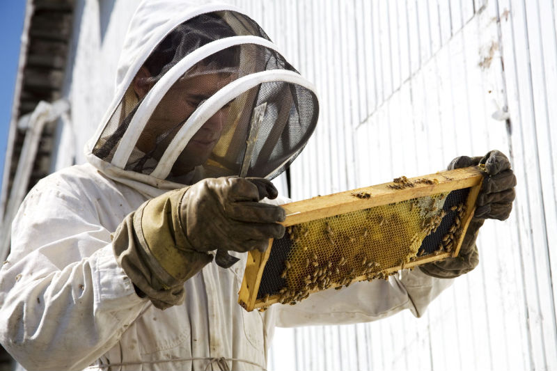 Call a Professional to Remove That Honey Bee Swarm in Reynoldsburg