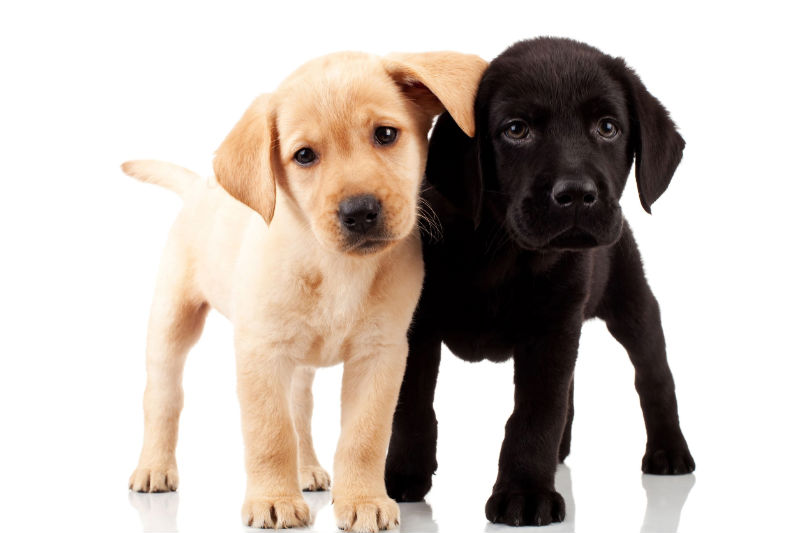 Get Puppies Used to Dog Grooming in Elkhorn, NE Early