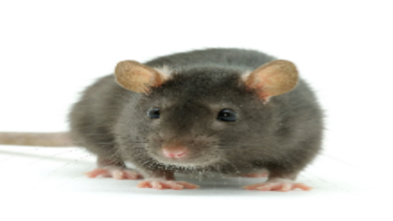 Rat Control in Saugus, MA: What You Need to Do