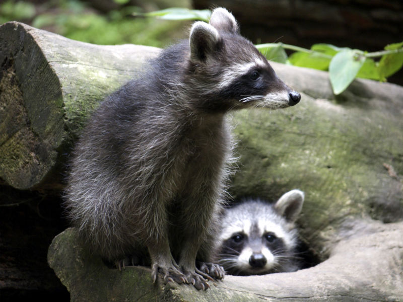 Using Animal Control In Reynoldsburg To Remove Gophers From A Property