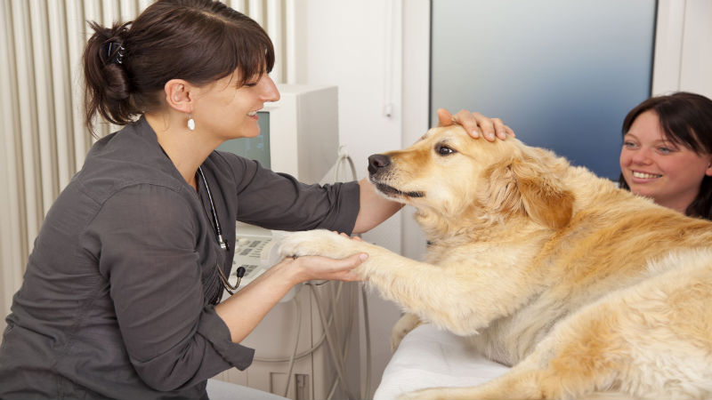 4 Benefits of Choosing Holistic Veterinarians for Your Pets