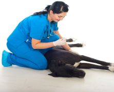 Top-Notch Pet Vaccines in Lacey Twp, NJ Are Necessary for Your Pets to Stay Healthy