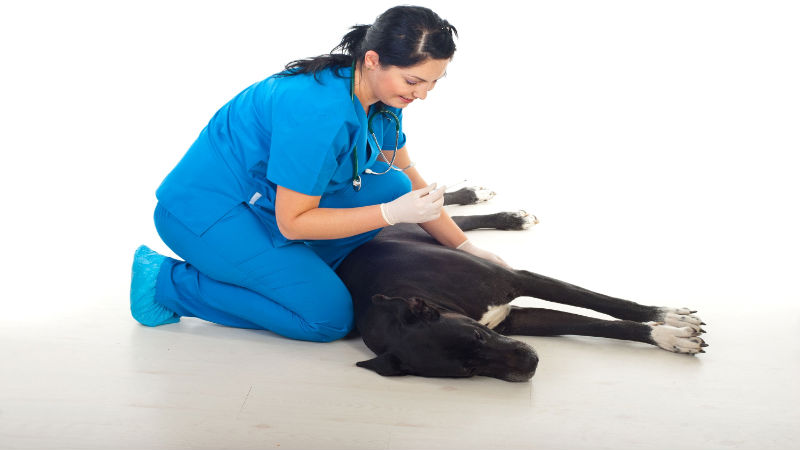 Top-Notch Pet Vaccines in Lacey Twp, NJ Are Necessary for Your Pets to Stay Healthy