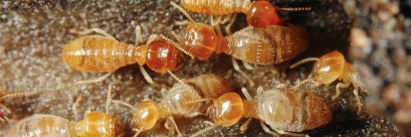 Why Homeowners Hire Experts to Eliminate Termites in Baltimore, MD