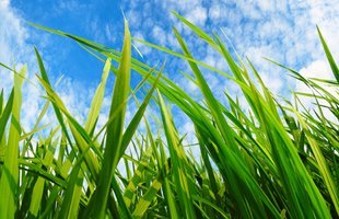 Helpful Tips for Weed Control in Spokane