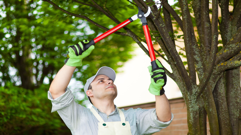 Getting Emergency Tree Service in Atlanta, GA