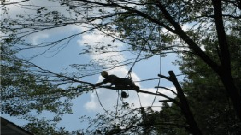 Contact a Tree Maintenance Service in Marietta, GA to Keep Your Trees Healthy and Lush