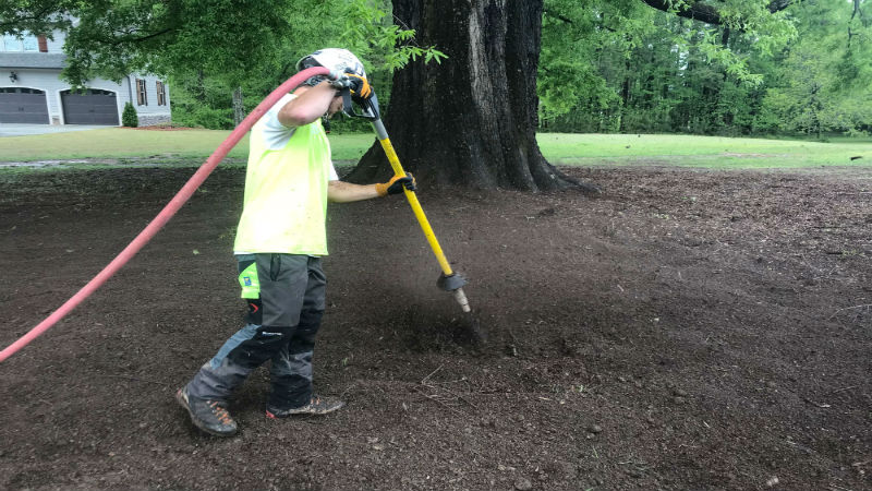 Understanding Why You Should Have Your Trees Trimmed on a Regular Basis