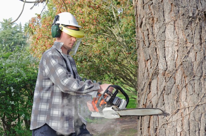 A Landscaper for Tree Removal in Belmont MA When the Tree Becomes a Nuisance