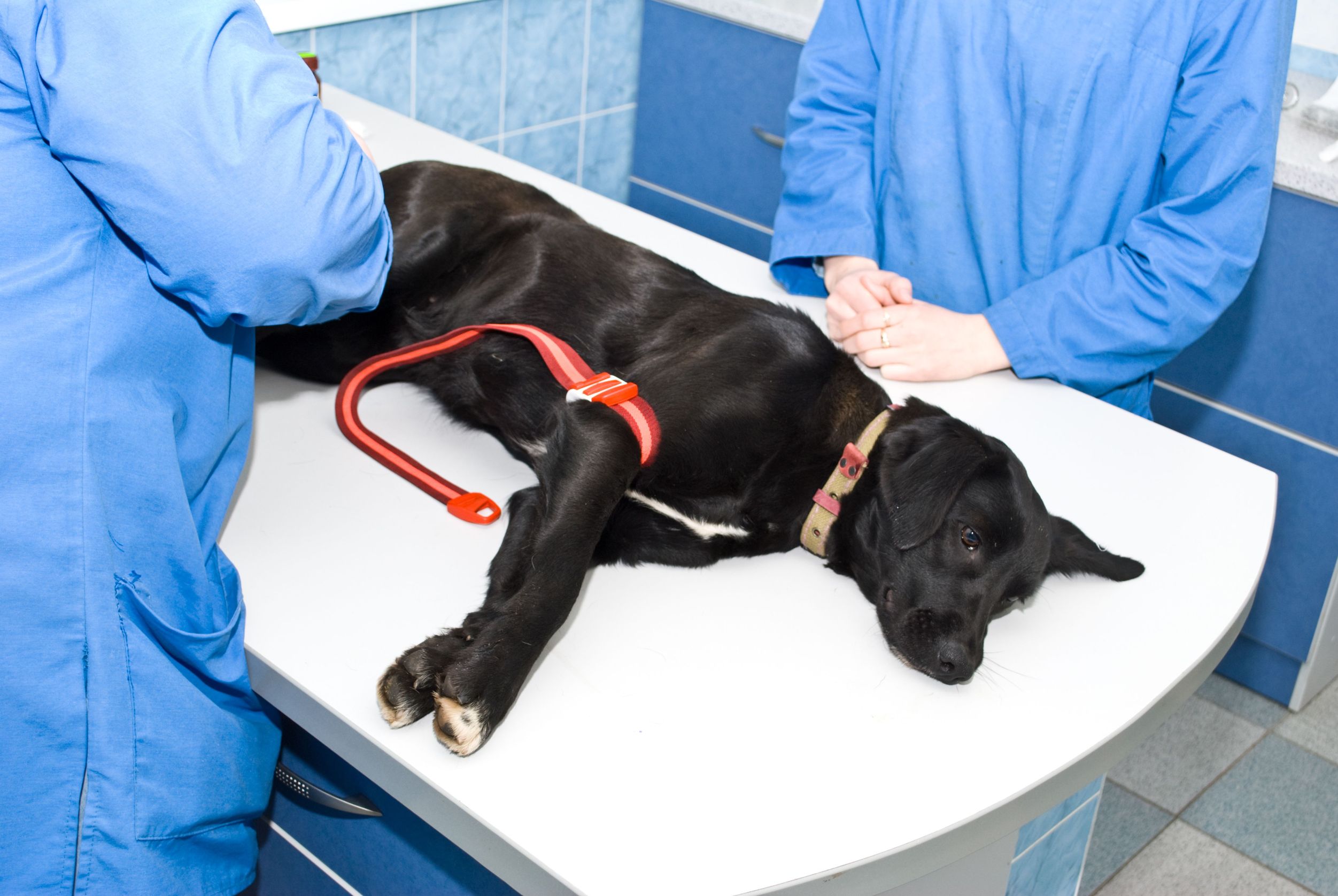 When You Need to Go to a Veterinary Service in Joppa, MD