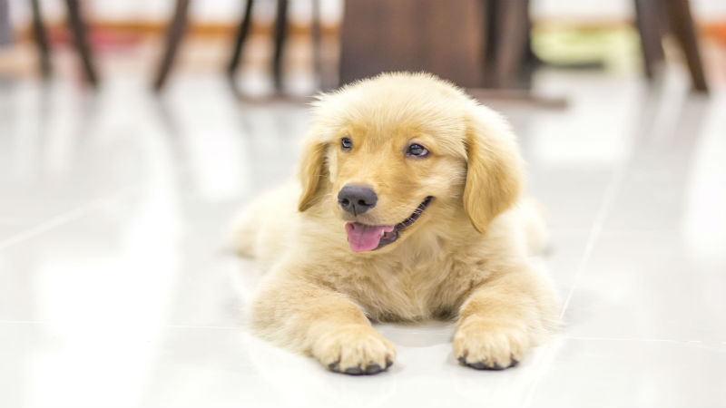 Find the Perfect Animal Clinic for Your Furry Friend With These Tips