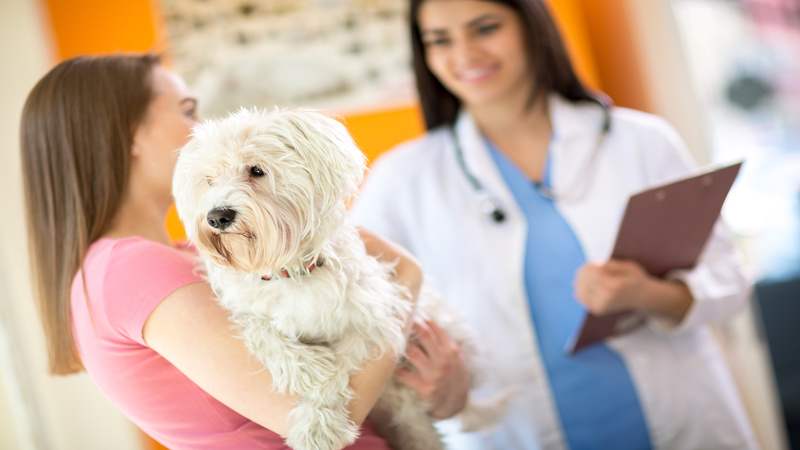 How to find an Animal Wellness Clinic in Alexandria VA