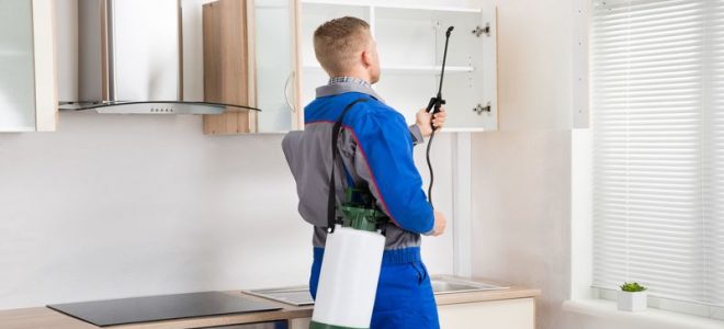 Top Reasons To Choose Professional Termite Treatment For Your Melbourne Home