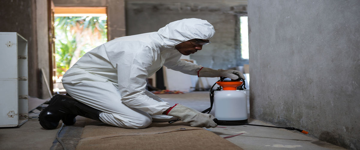 How Termite Control Treatment Mt. Carmel, IL Helps Safeguard Your Investment