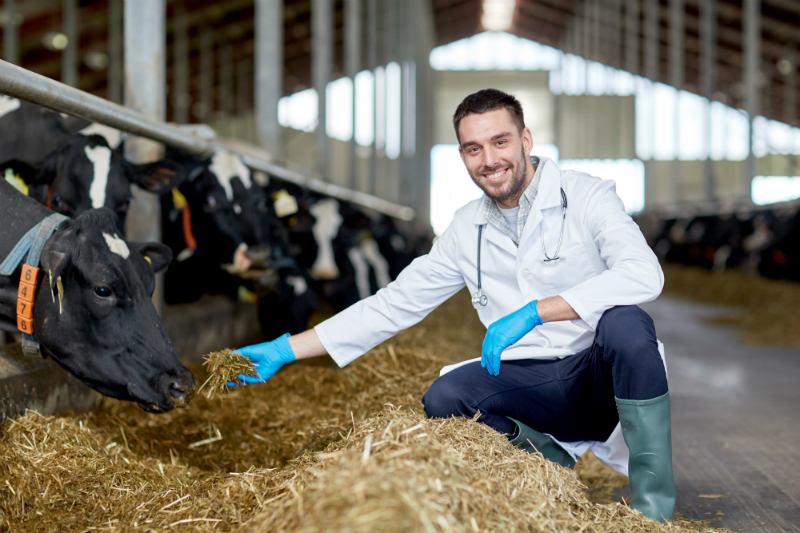 Finding Just the Right Angus Bulls for Sale from the Proven Industry Leader