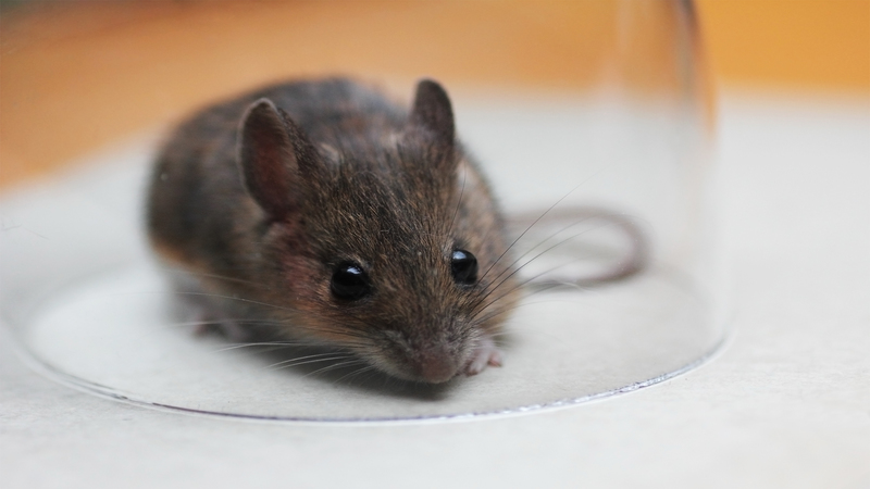 Four Things Homeowners Can Do For Rodent Control in Tauranga