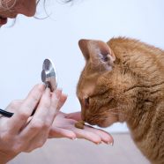 Importance of Pet Teeth Cleaning in Highlands Ranch