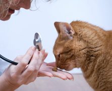 Importance of Pet Teeth Cleaning in Highlands Ranch