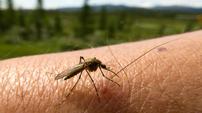 Why Do You Need Pest Services in Greenville, SC?