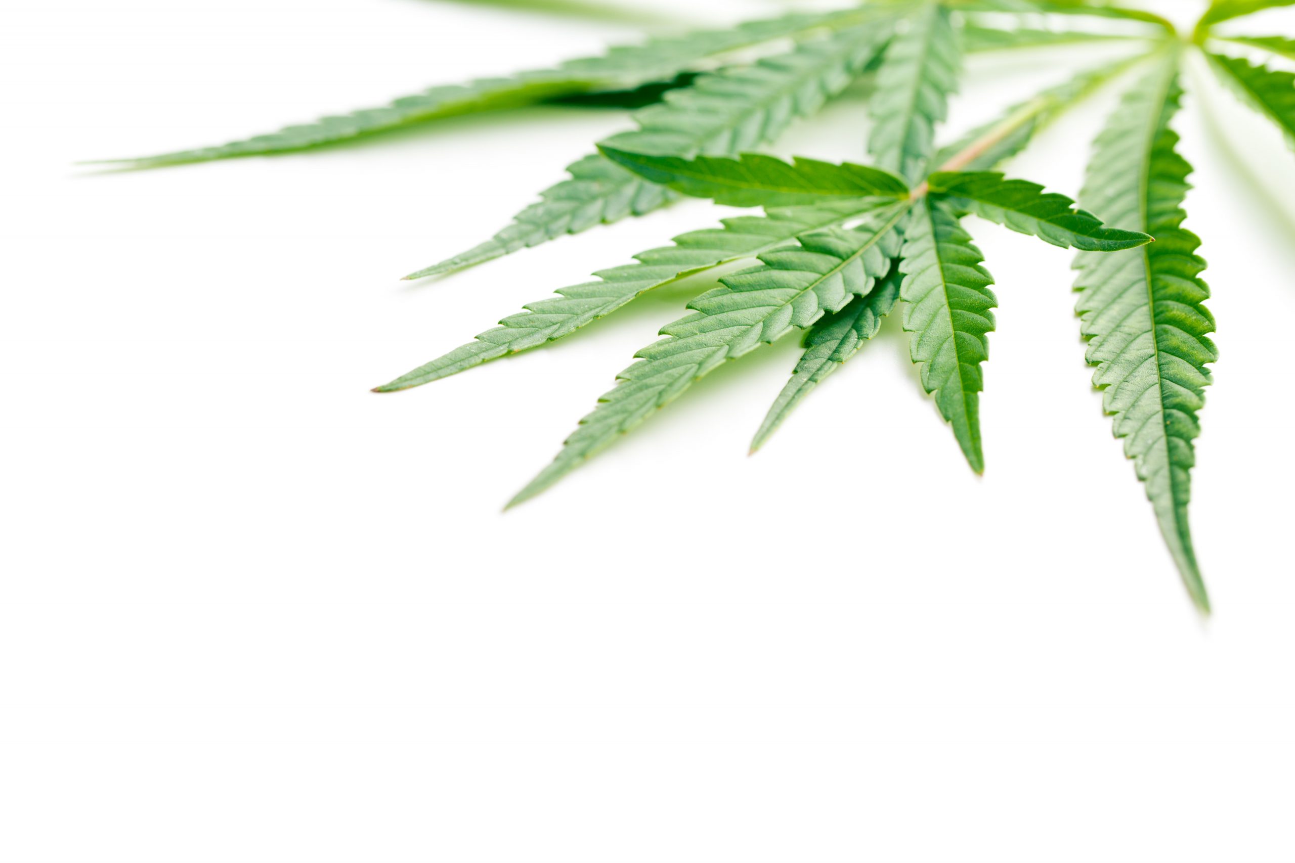 Weed Store in Portland, ME: Find the Best Strains and Products