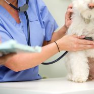 Healthcare for Your Urban Pets: Veterinary Preventive Care in Bridgeport