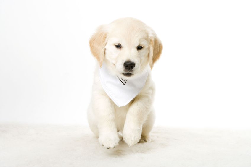 4 Factors to Consider When Choosing Dog Boarding Near Killeen, TX
