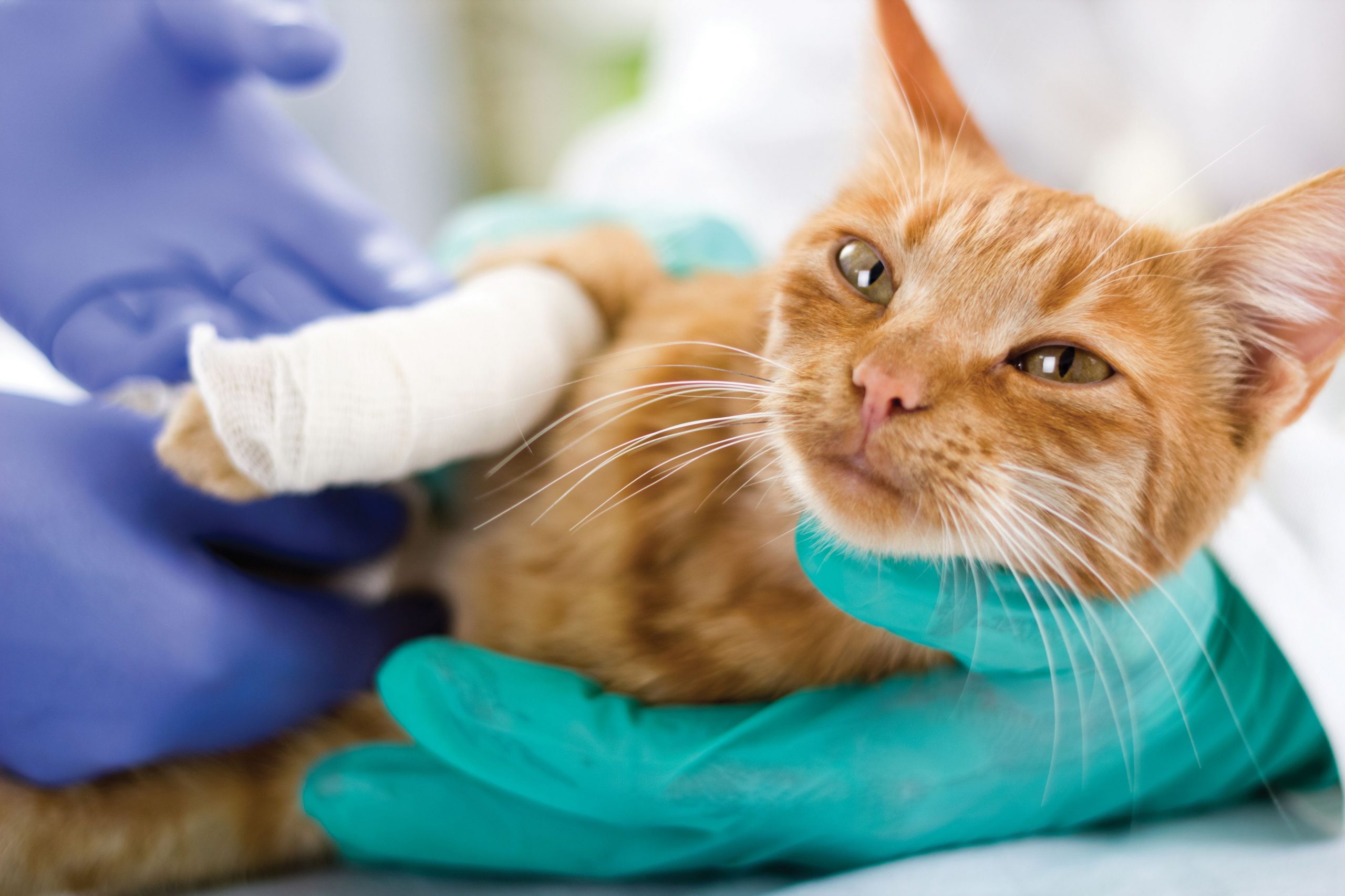 Keep Your Pet Healthy by Going to a Vet Clinic