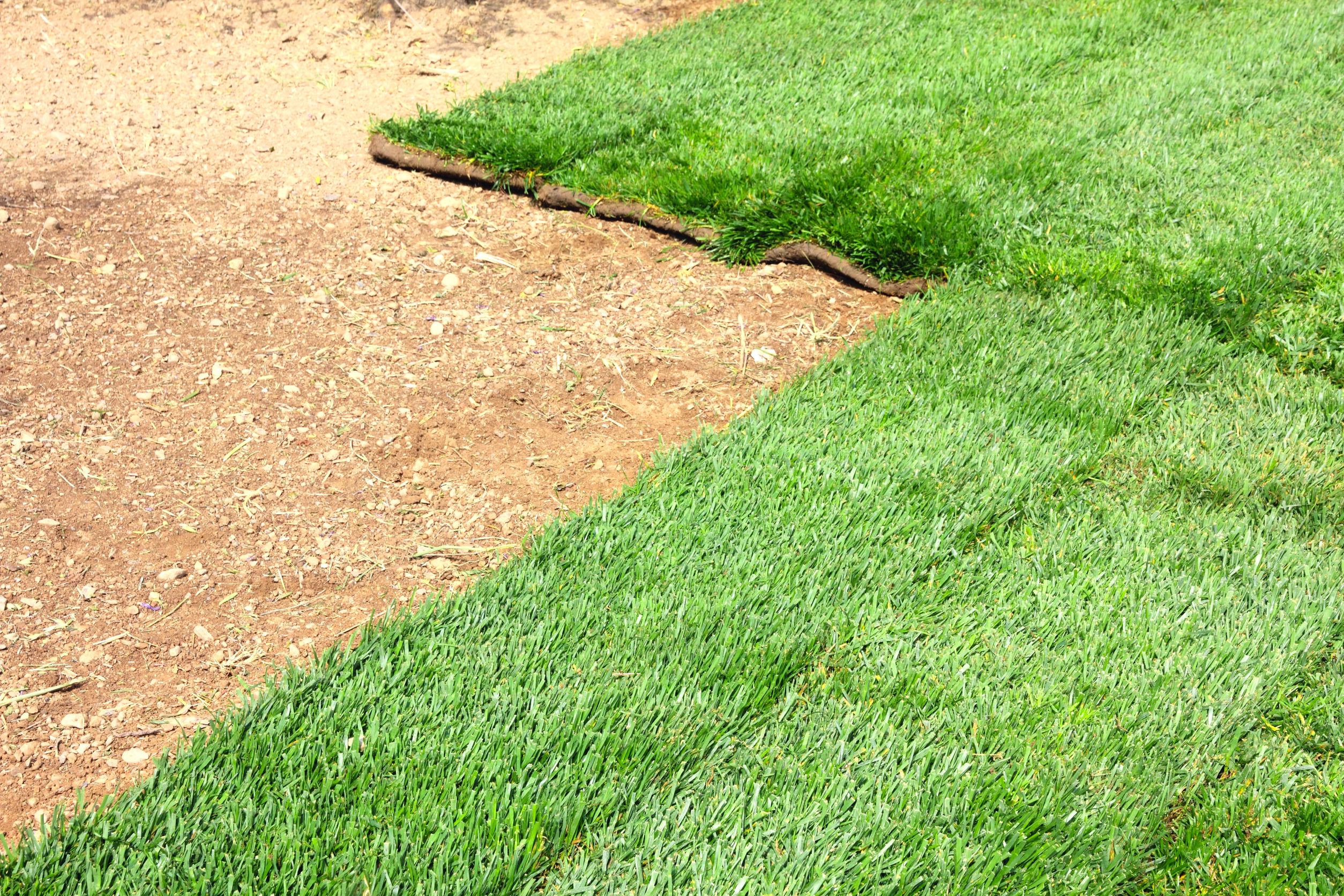 Sod Grass in Temecula, CA: Choosing the Right Type for Your Landscape