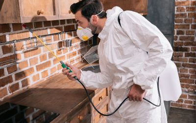 Is Pest Control the Responsibility of Landlords in New Jersey?
