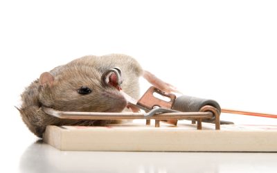 Superior Rat Removal Services in St. Louis, MO.