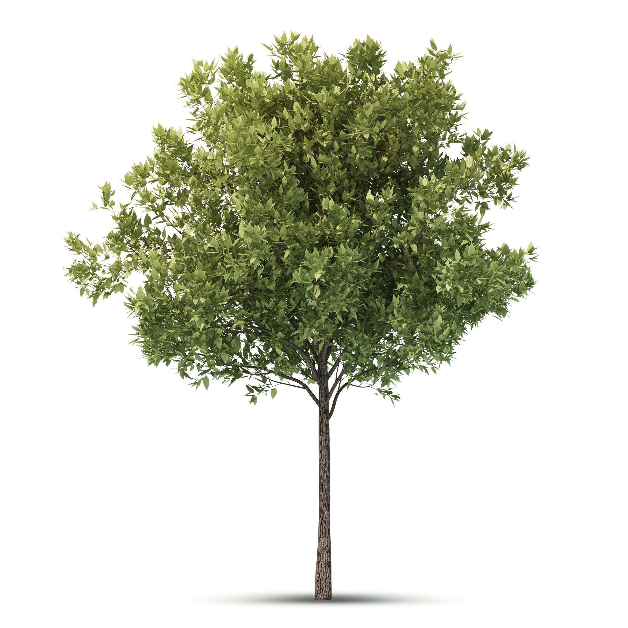 Landscaping Services in Fort Mill, SC: Creating Beautiful, Sustainable Outdoor Spaces For Every Season