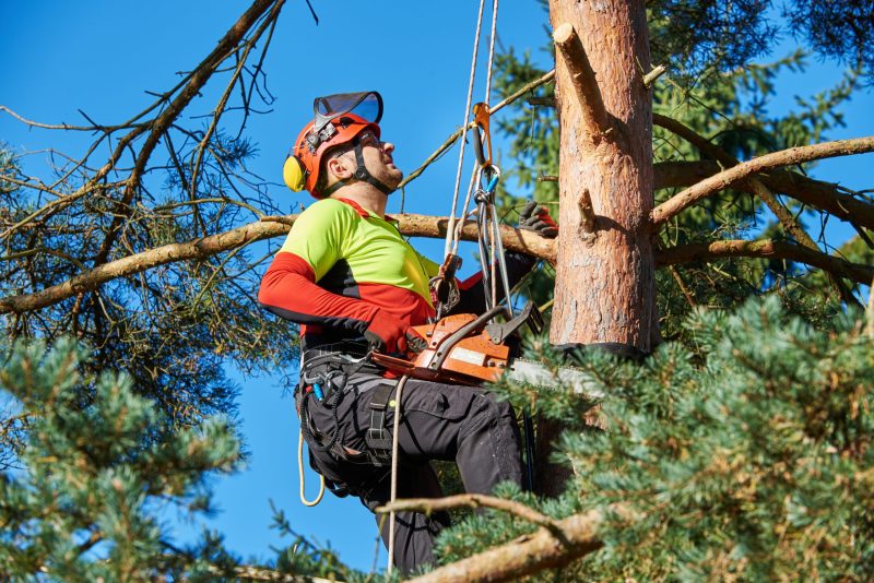 The Benefits of Professional Tree Trimming Kalamazoo Mi for Healthy and Safe Yards