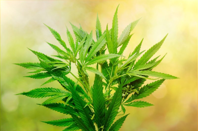 Exploring the Benefits of 1 Gram Cart for Your Vaping Experience