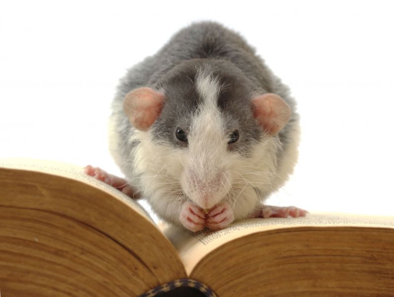Effective Strategies for Keeping Homes Rodent-Free: Mice Pest Control in Naperville, IL