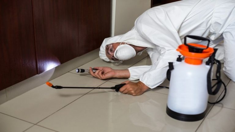 Don’t Let Termites Eat Away at Your Home’s Value! Best Termite Treatment in Darwin to Stop Infestations