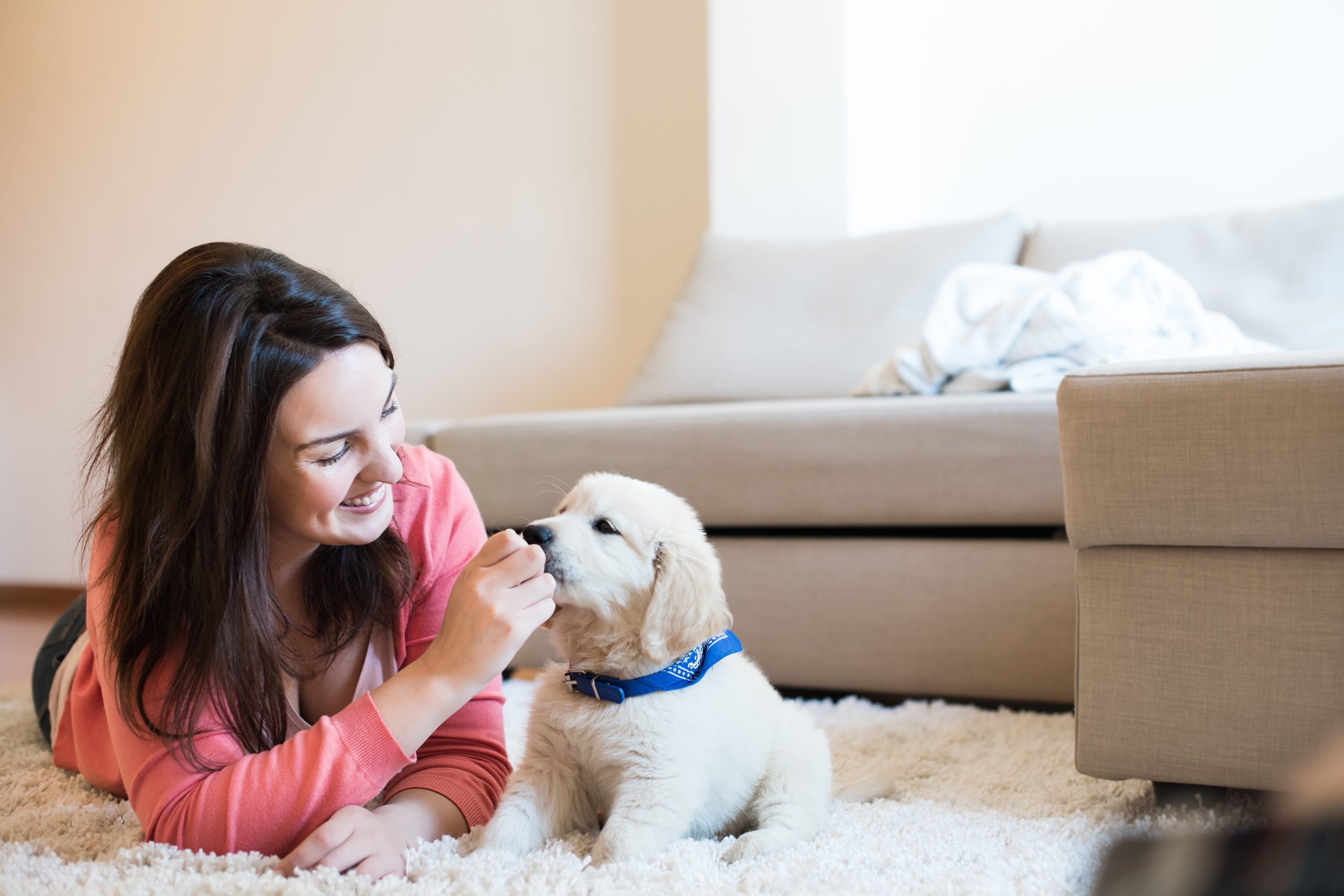 Master Dog Obedience Training in Boca Raton FL for a Happier Pet