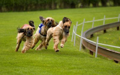 Effective Puppy Training Tips for Arlington TX Residents That Really Work