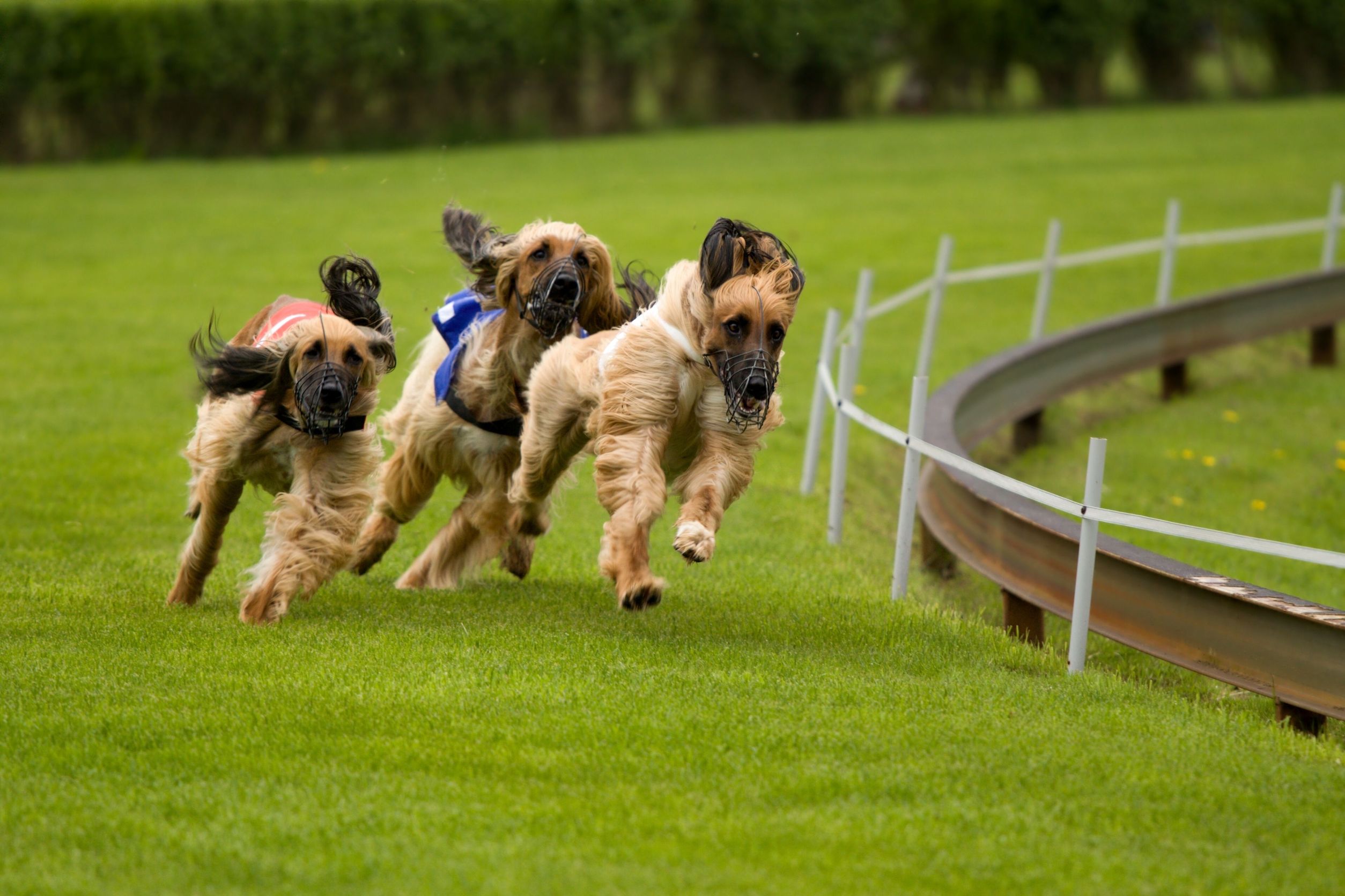 Effective Puppy Training Tips for Arlington TX Residents That Really Work
