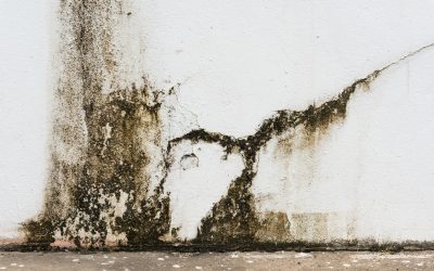 Protect Your Home From Mold With Professional Water Damage Restoration In Hayden ID Expertise