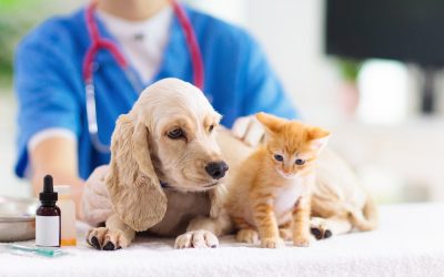 Why Choose an Animal Hospital in Lynnwood, WA? Benefits: Your Pet’s Health and Well-being