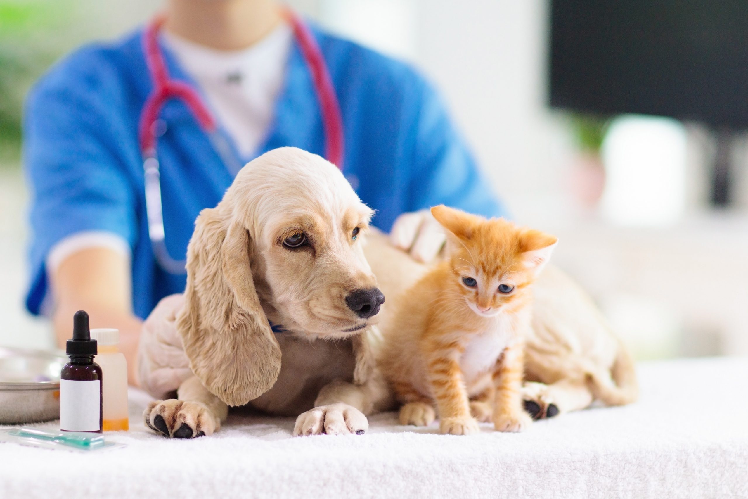 Why Choose an Animal Hospital in Lynnwood, WA? Benefits: Your Pet’s Health and Well-being