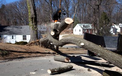 Transform Your Yard With Residential Tree Services Lansdale Borough PA Homeowners Trust