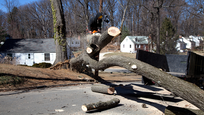 Transform Your Yard With Residential Tree Services Lansdale Borough PA Homeowners Trust