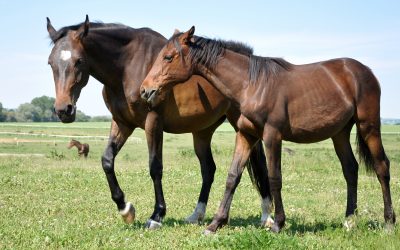 Volunteers Share Heartwarming Stories at Retired Racehorse Sanctuary Atglen Borough PA