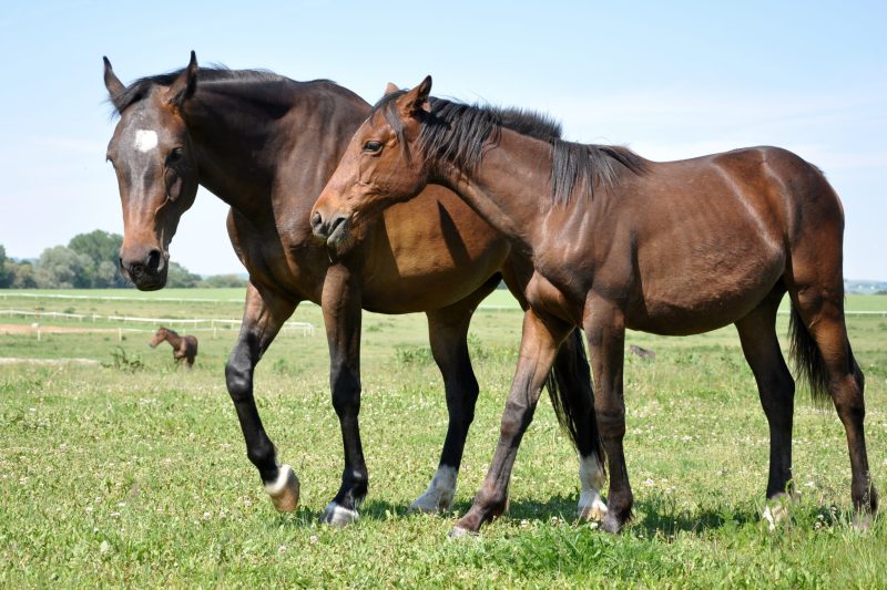 Volunteers Share Heartwarming Stories at Retired Racehorse Sanctuary Atglen Borough PA