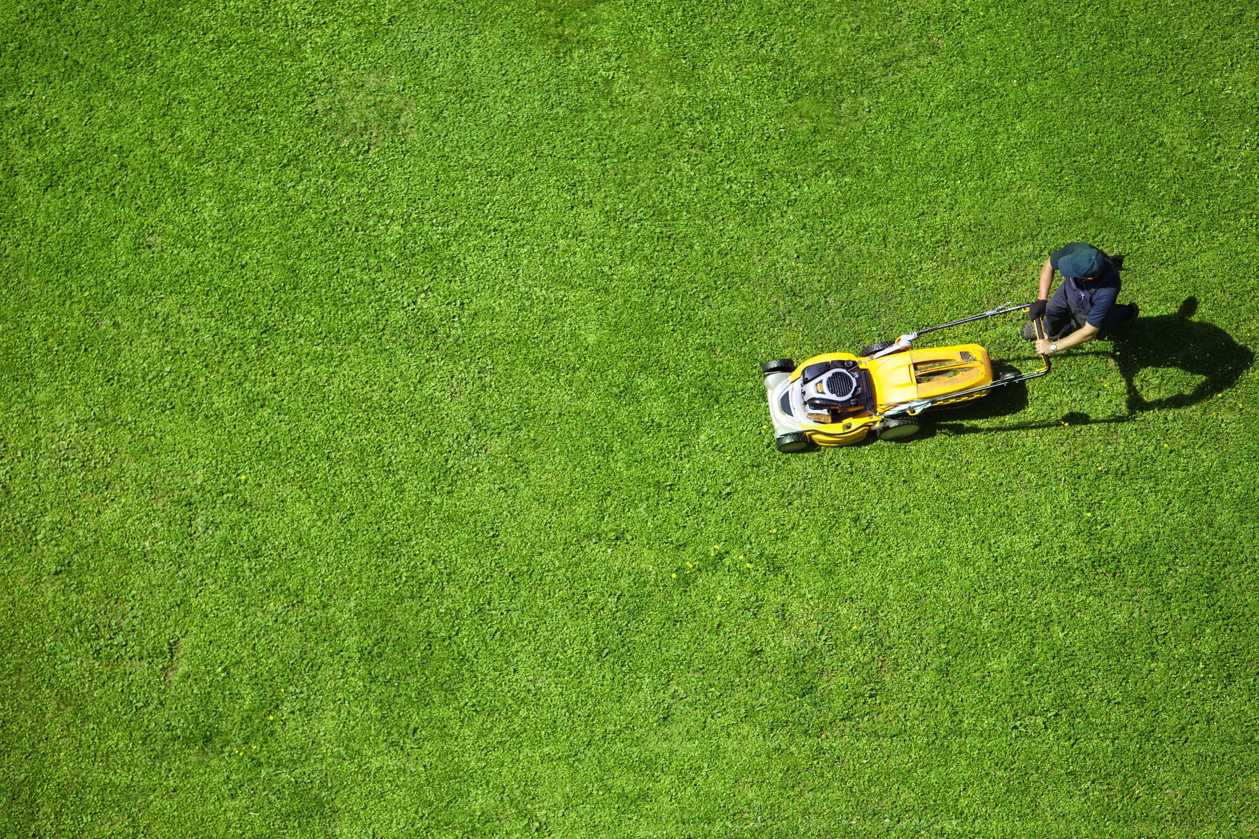 How Lawn Fertilization Olive Branch MS Services Support Healthier, Greener Lawns All Year